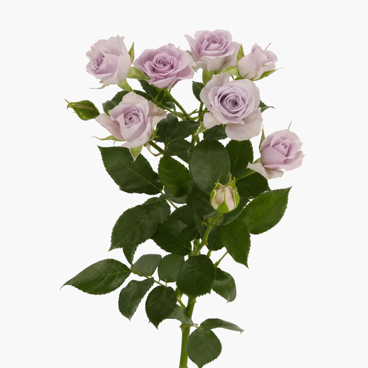 Spray Rose Silver Shadow