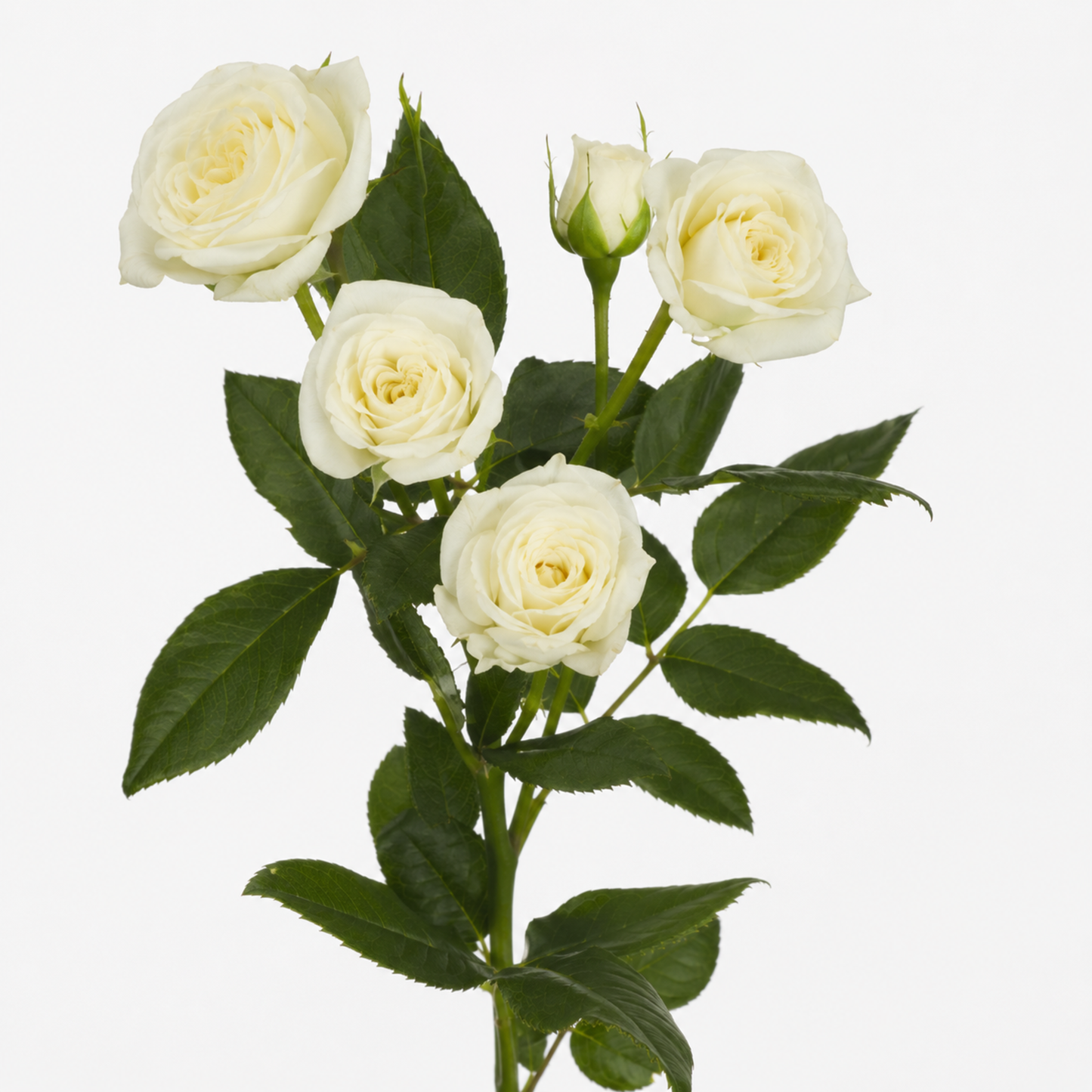 Spray Rose Snow Bubbles