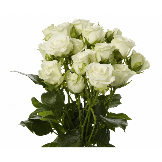 Spray Rose SnowFlake