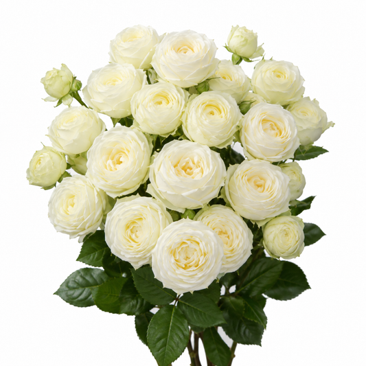 Spray Rose Snowy Blossom