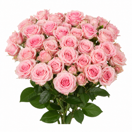 Spray Rose Sweet Porcelina