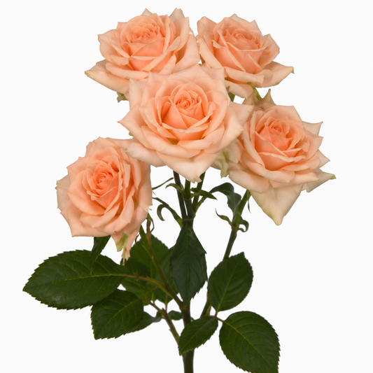 Spray Rose Sweet Sara