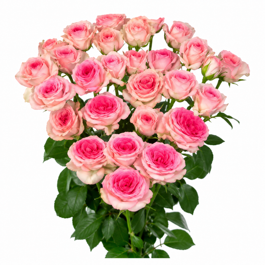 Spray Rose Tralala