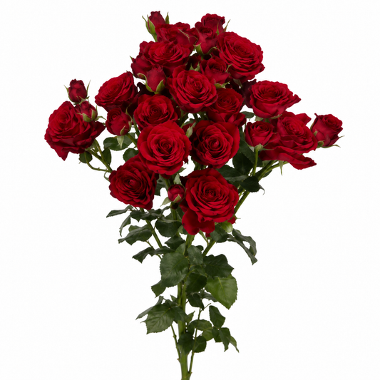Spray Rose Velvet Blossom