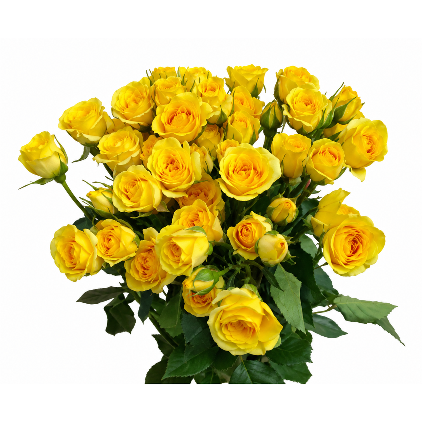 Spray Rose Yellow Babe