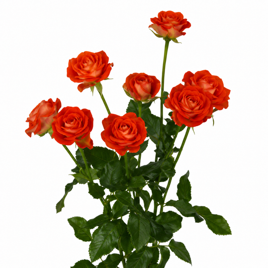 Spray Rose Zadique