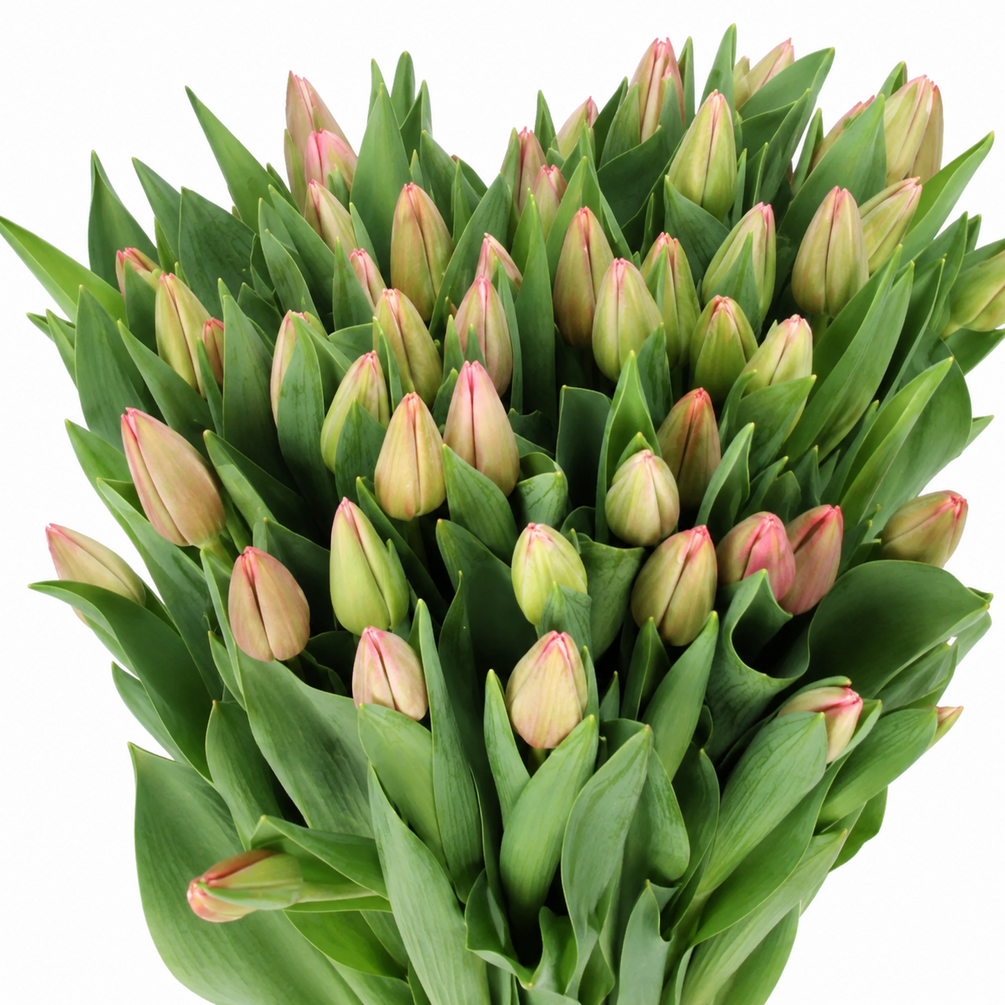 Tulip Ace Pink