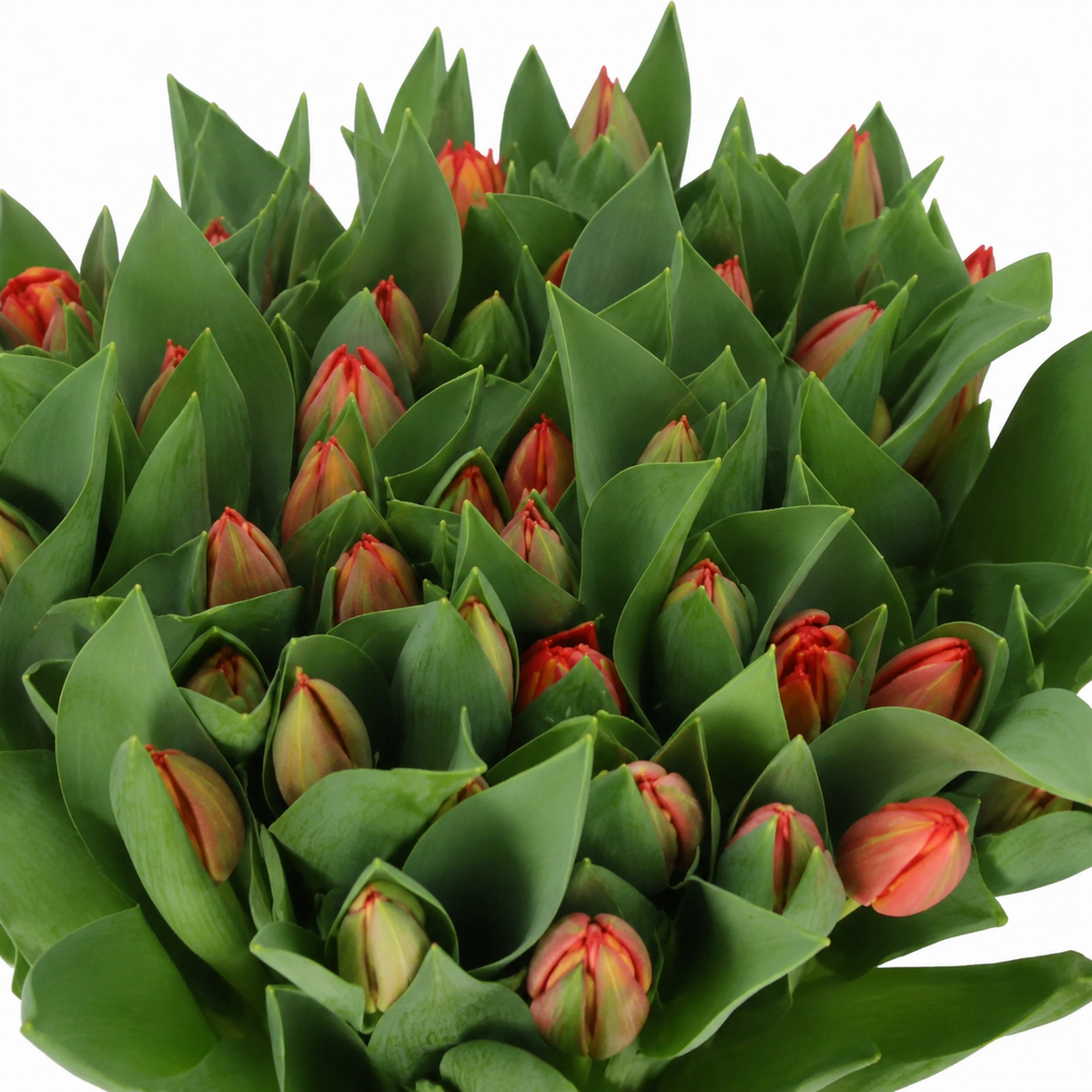 Tulip Ad Rem