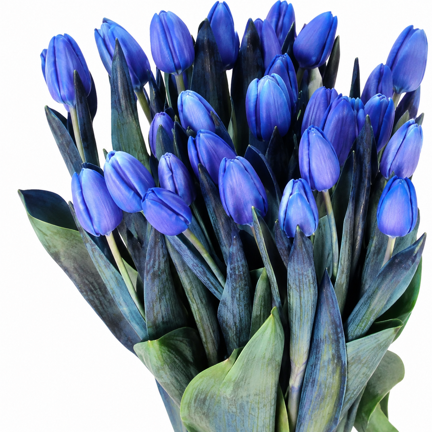 Tulip Dyed Blue Lagoon