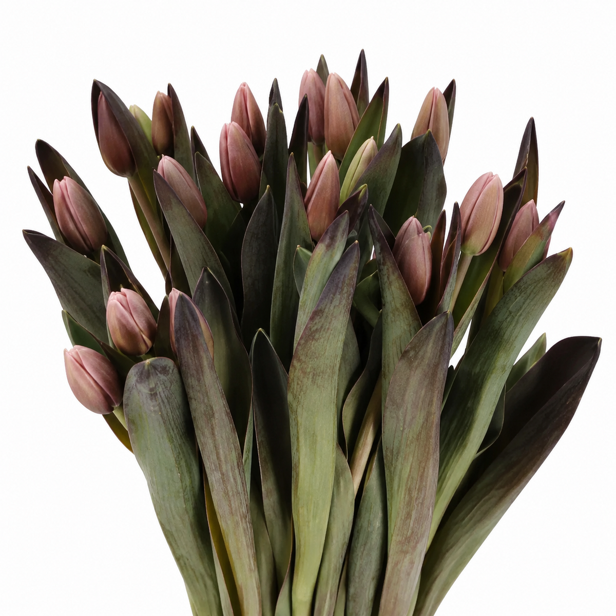 Tulip Dyed Brownies