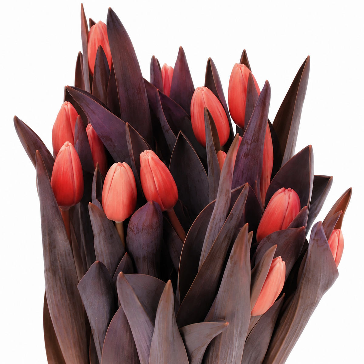 Tulip Dyed Reddies