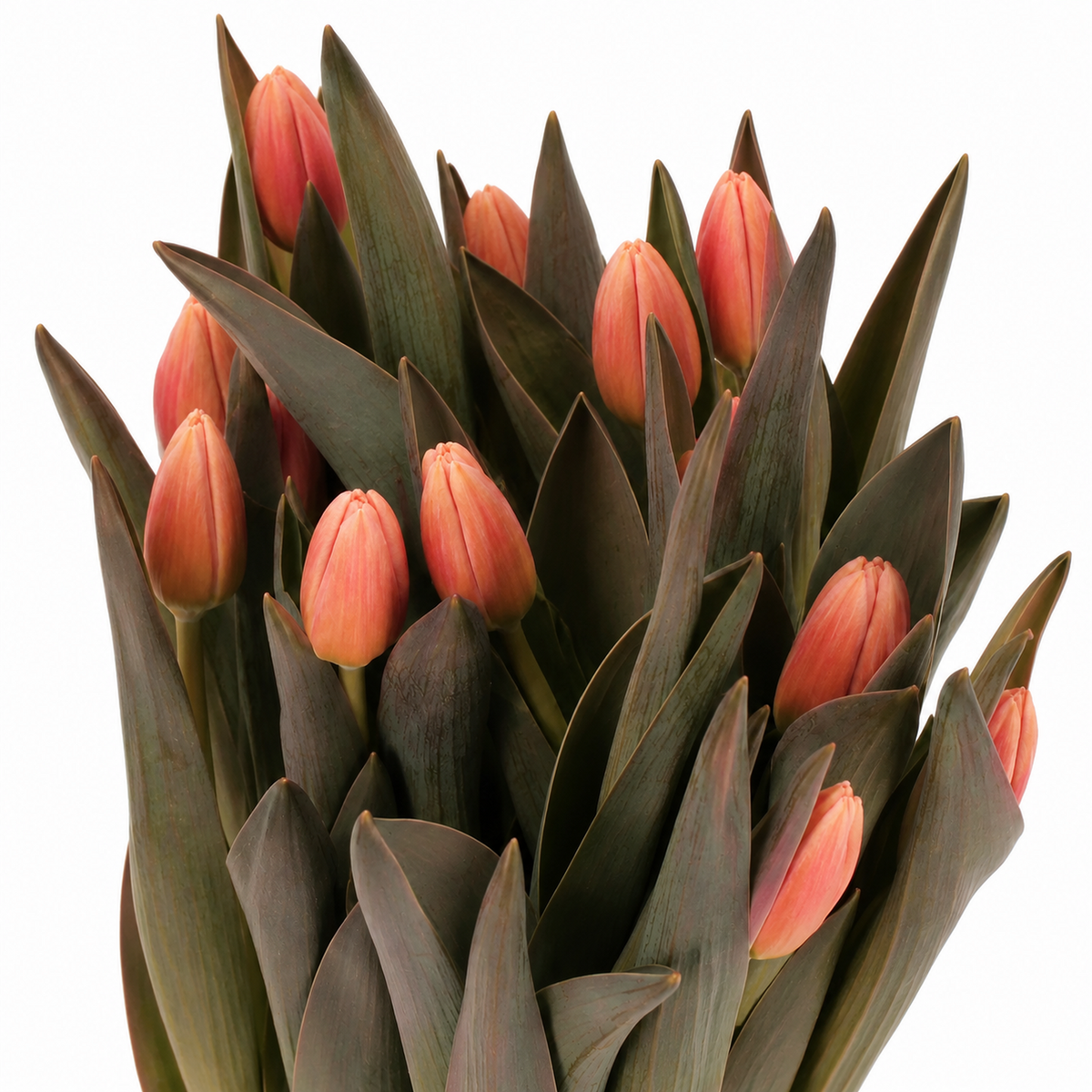 Tulip Dyed Salmonies