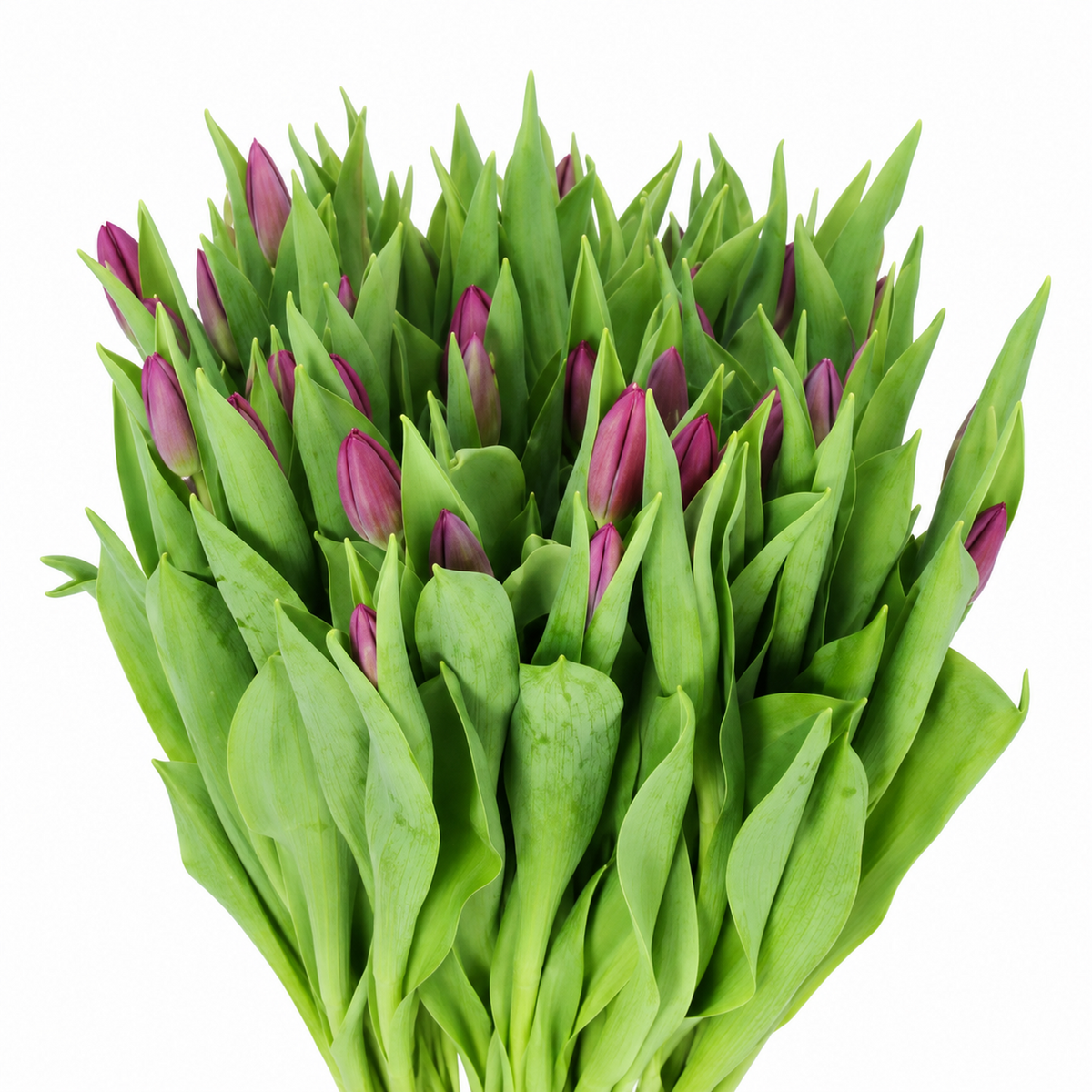 Tulip Purple Prince