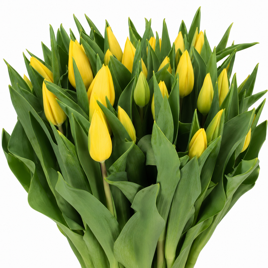 Tulip Strong Gold