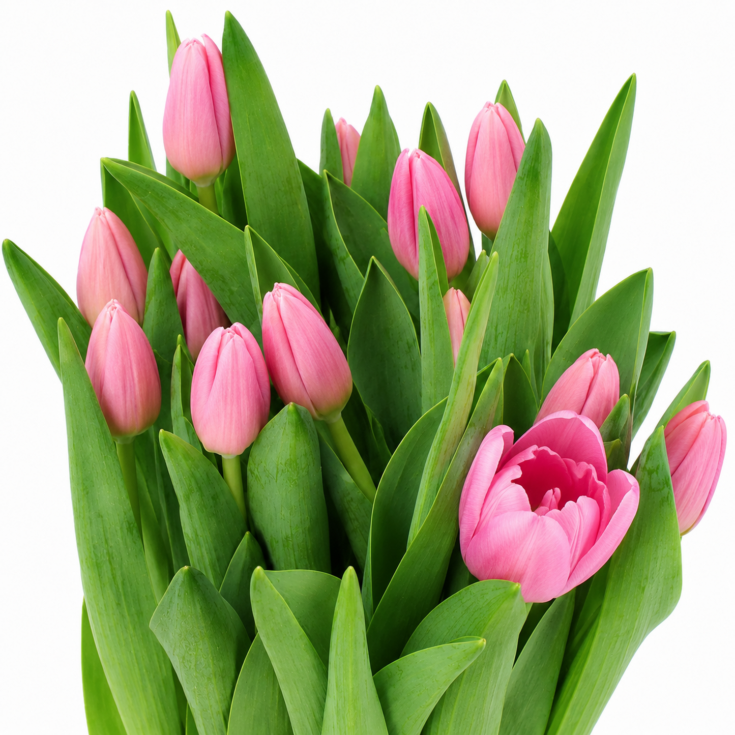 Tulip Tresor