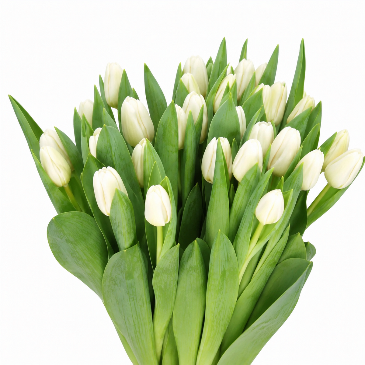 Tulip Triumph Grp Antarctica
