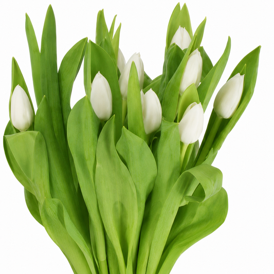 Tulip Triumph Grp Royal Virgin