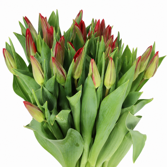 Tulip Triumph Grp Strong Love
