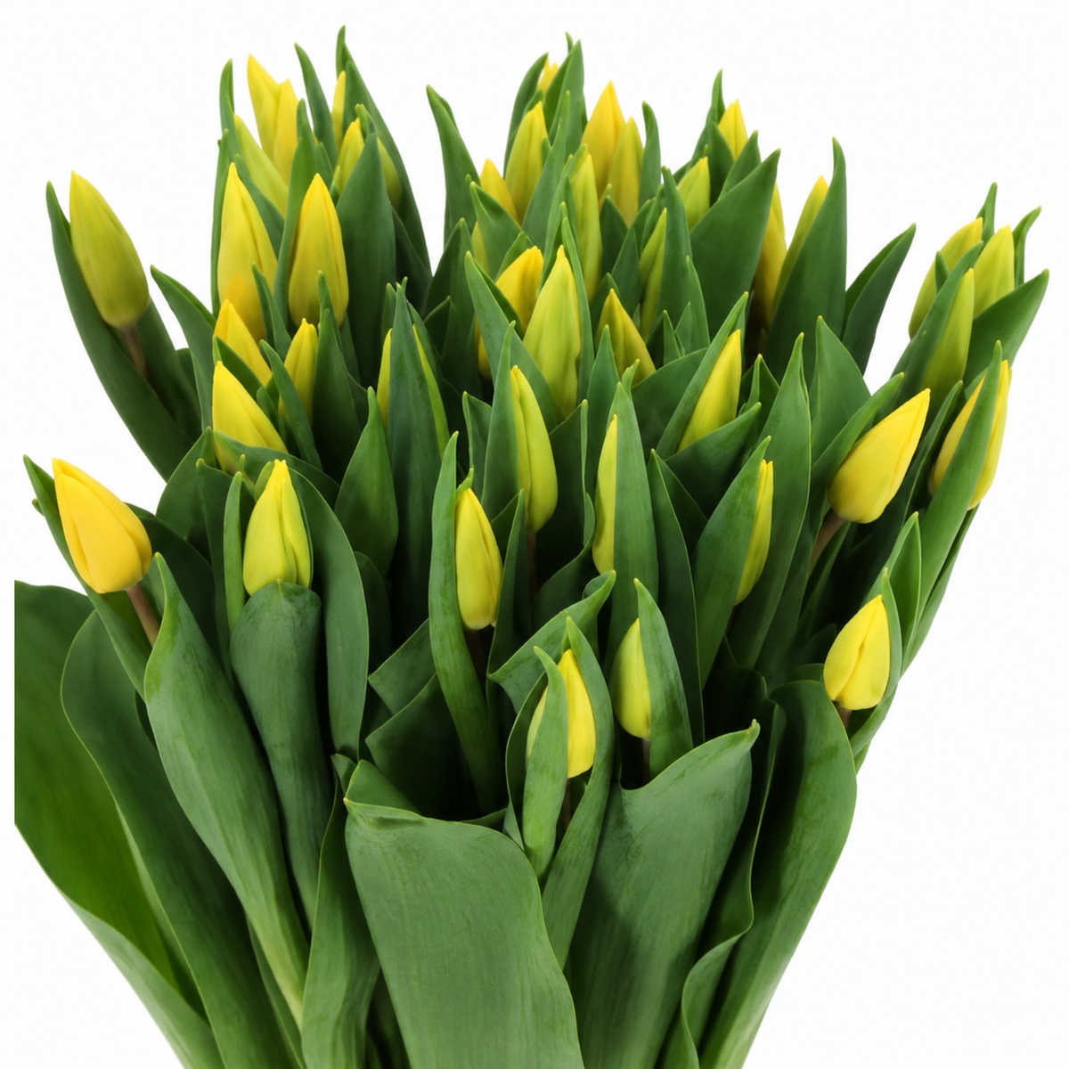 Tulip Yellow Flight