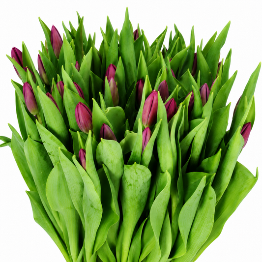 Tulip Zuzuki