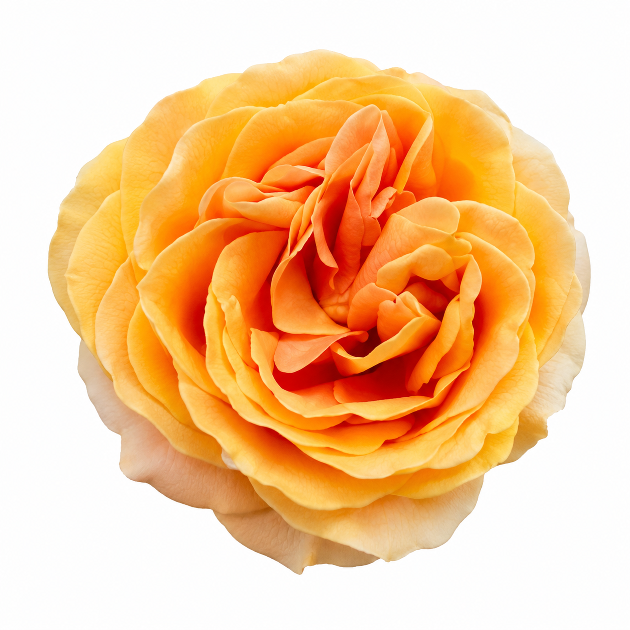 Garden Rose Apricot Swirl