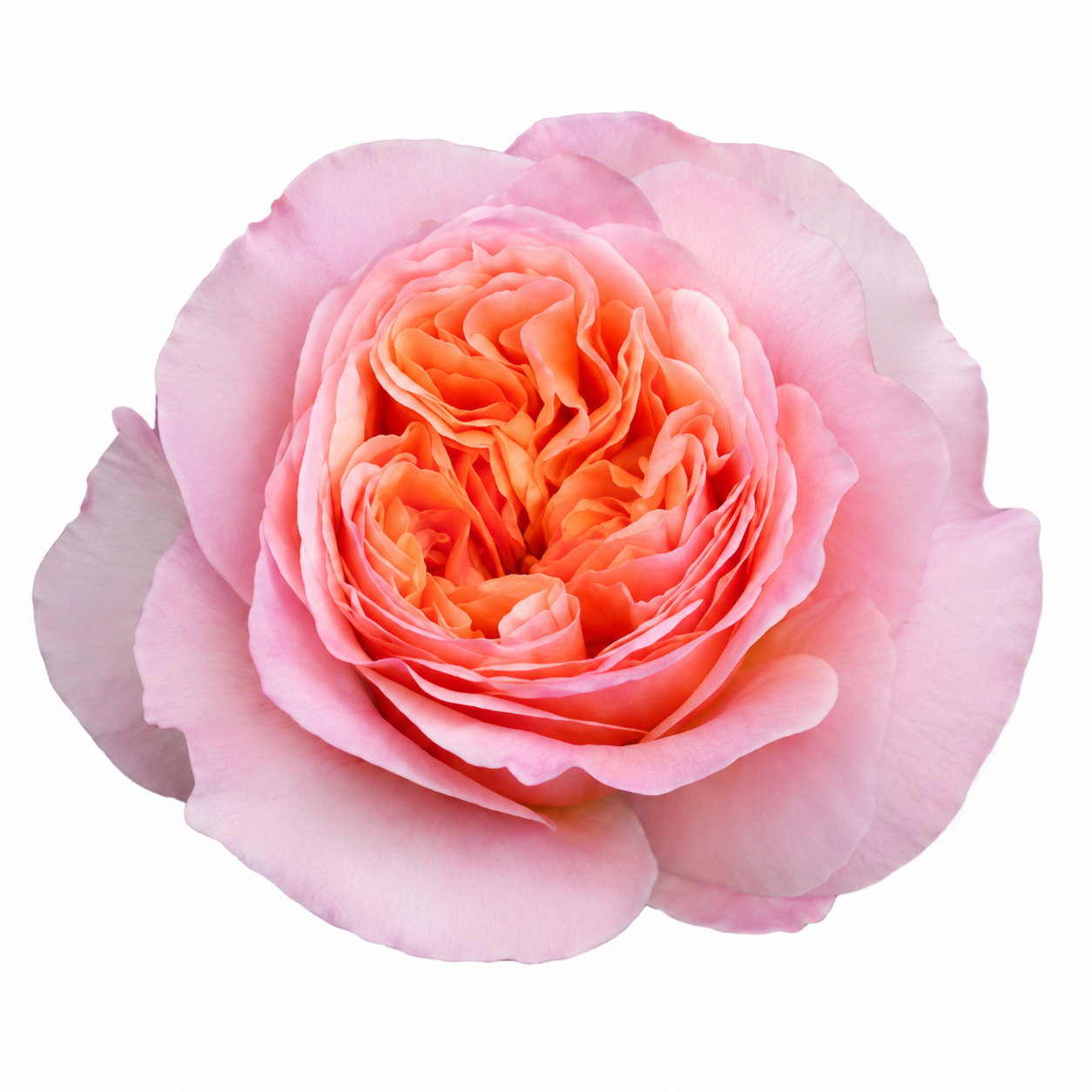 Garden Rose Victoria Secret
