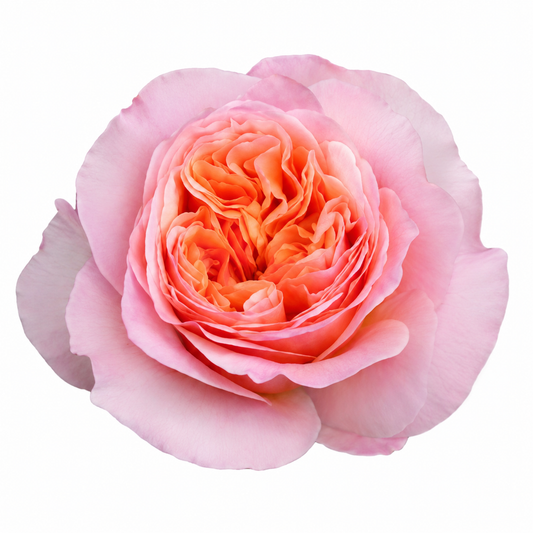 Garden Rose Victoria Secret