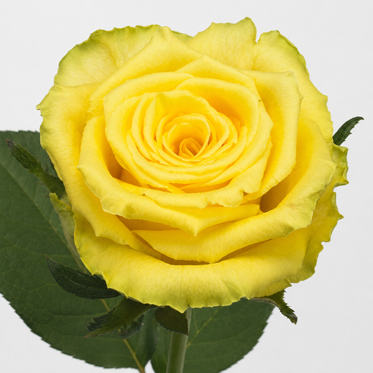 Rose Good Times