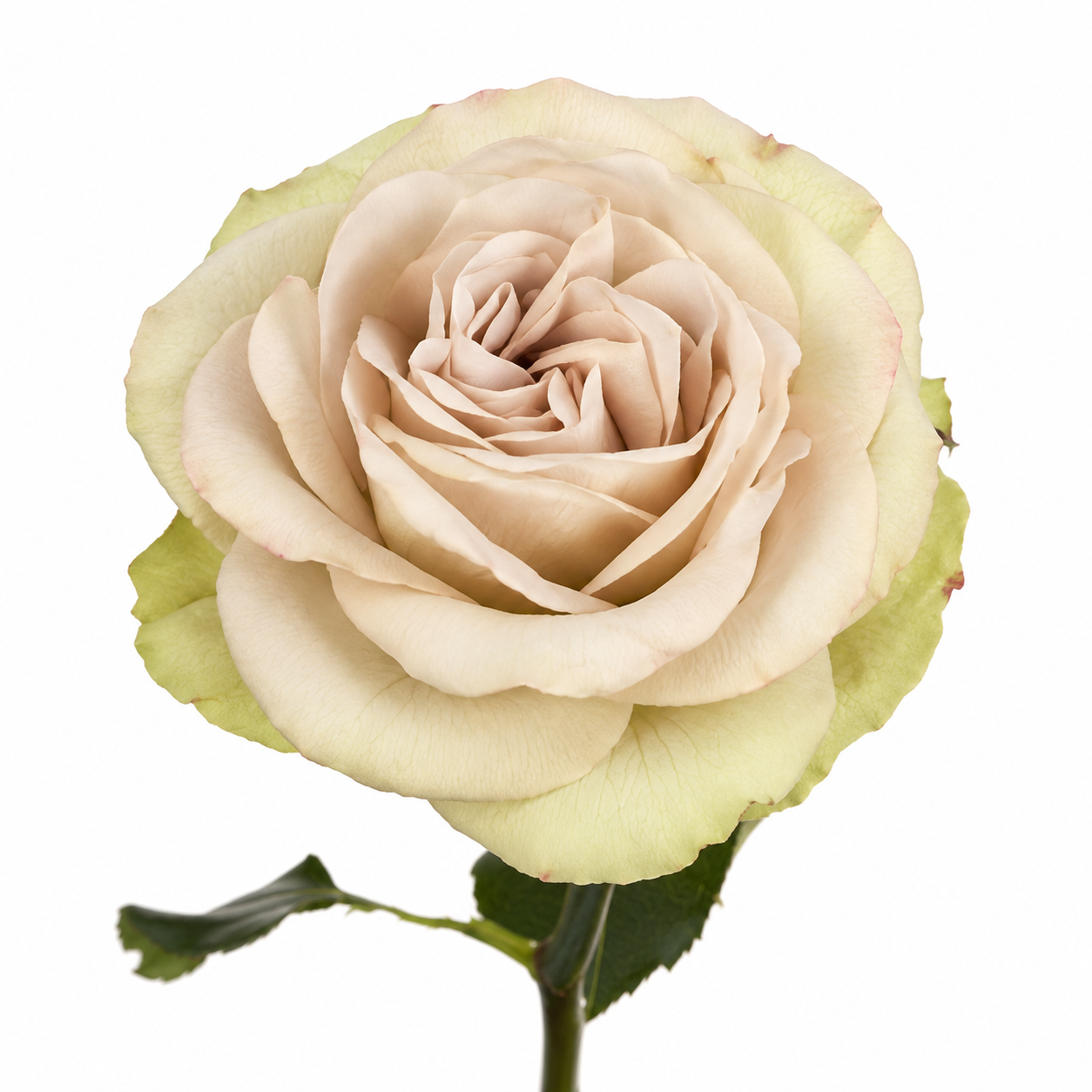 Garden Rose Notre Dame