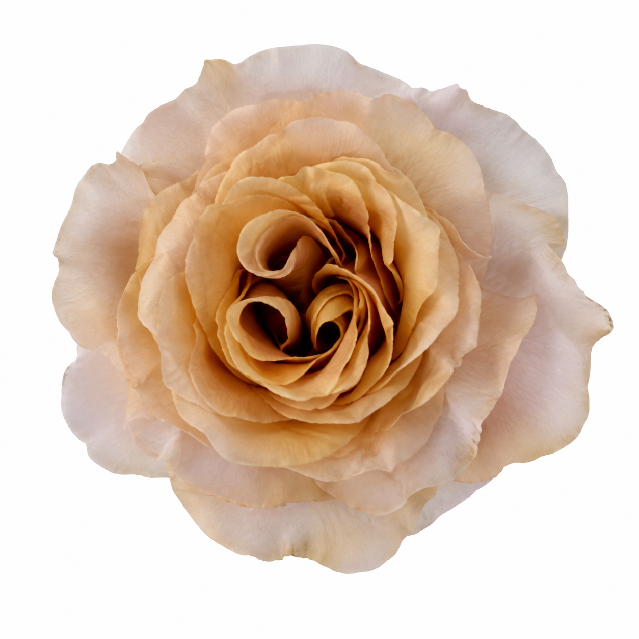 Garden Rose Symbol