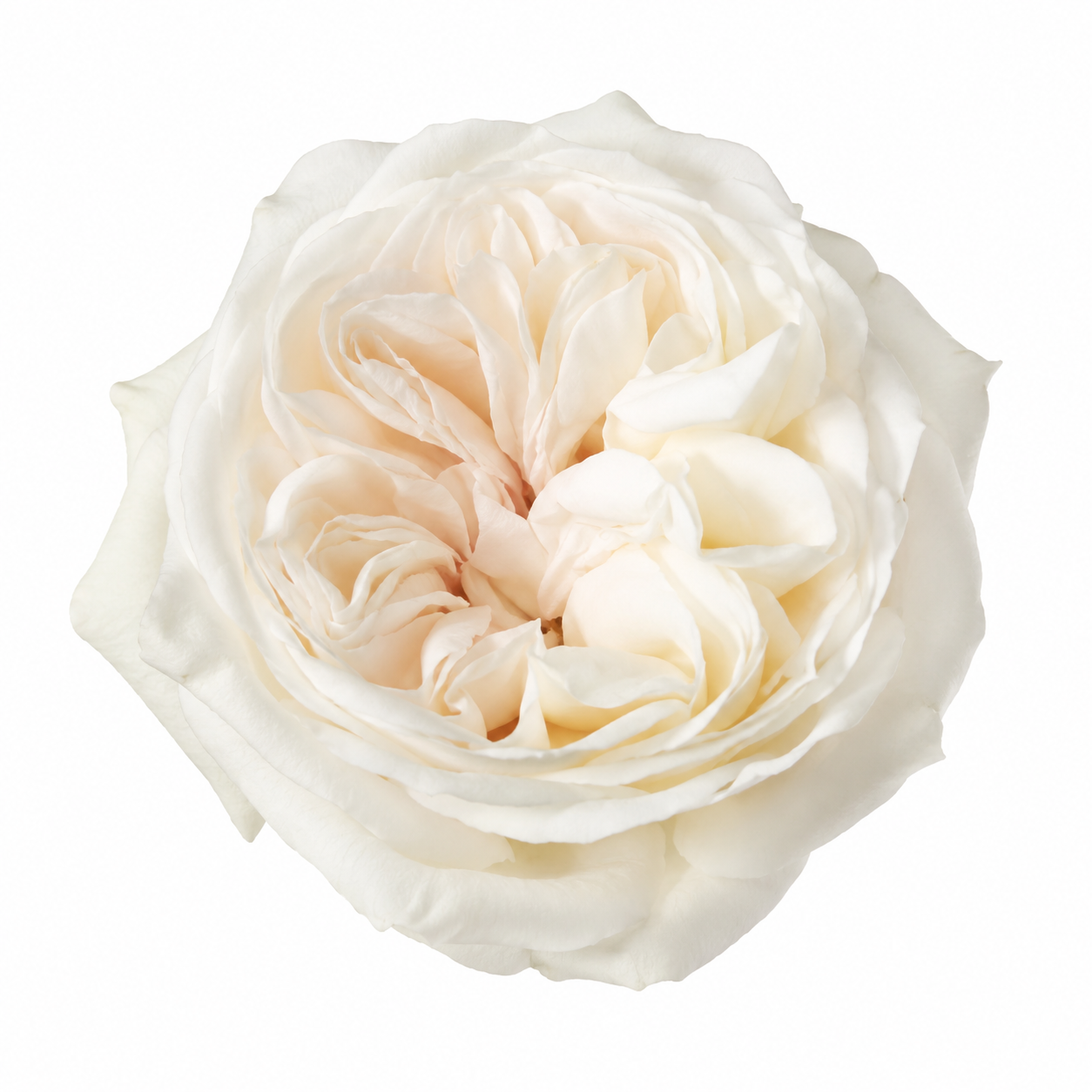 Garden Rose White Ohara
