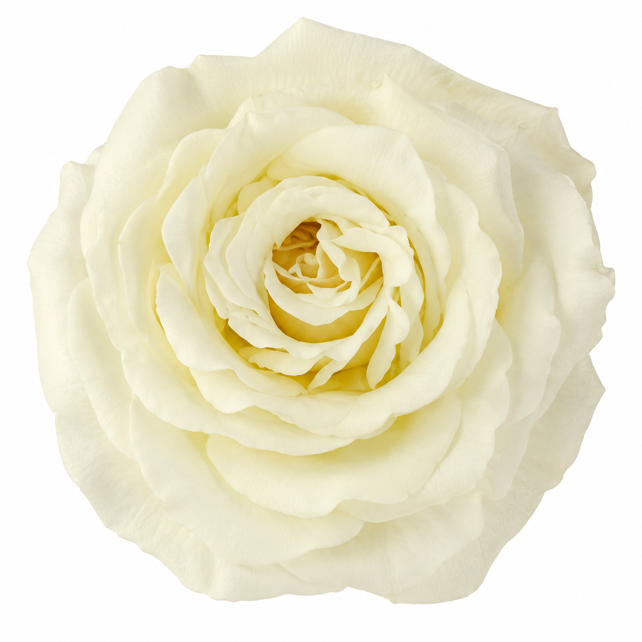 Garden Rose Vitality