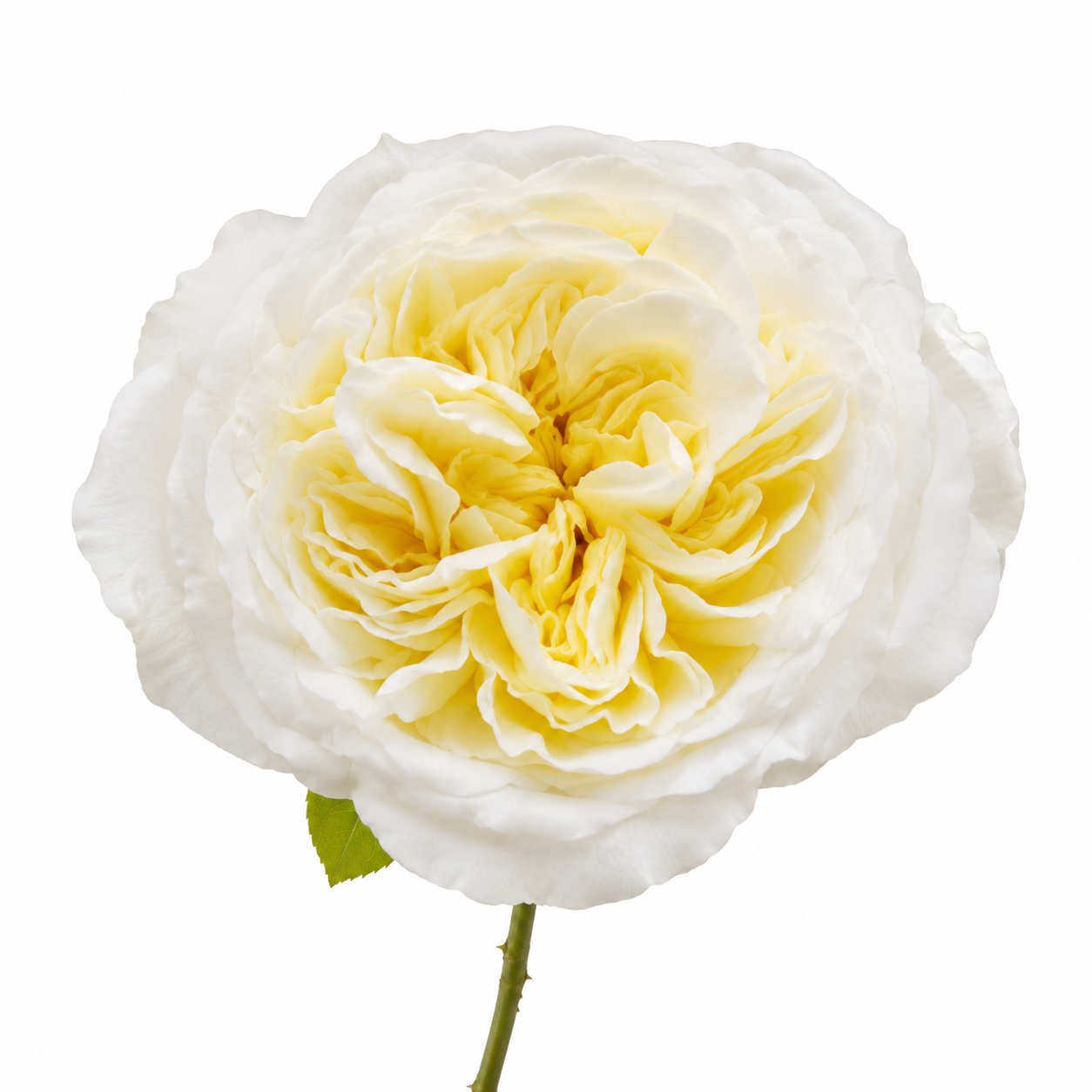 Garden Rose Lady Forte