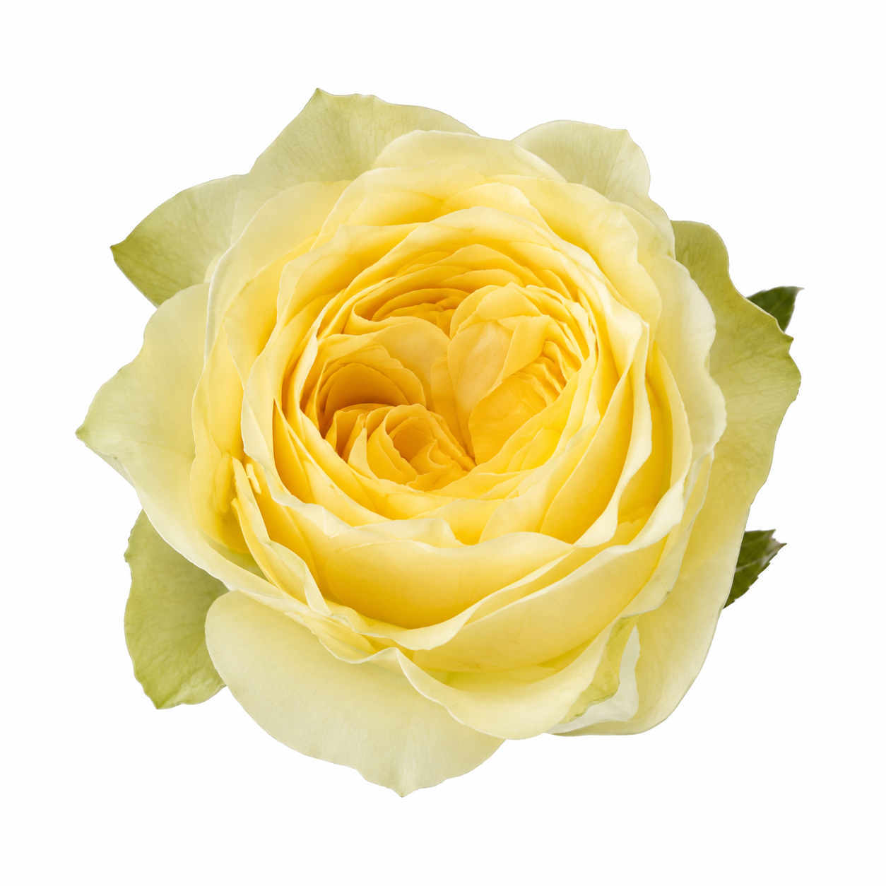 Garden Rose Buttercup