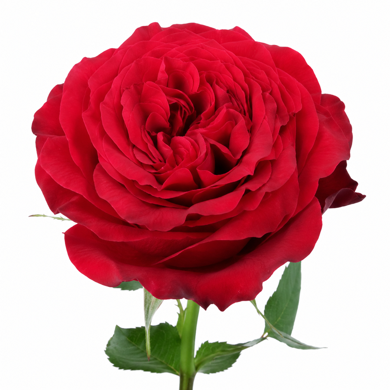 Garden Rose Rouge Royale