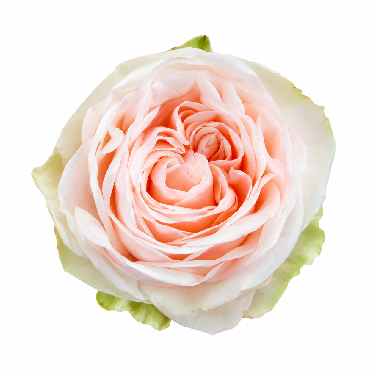 Garden Rose Wedding Rose
