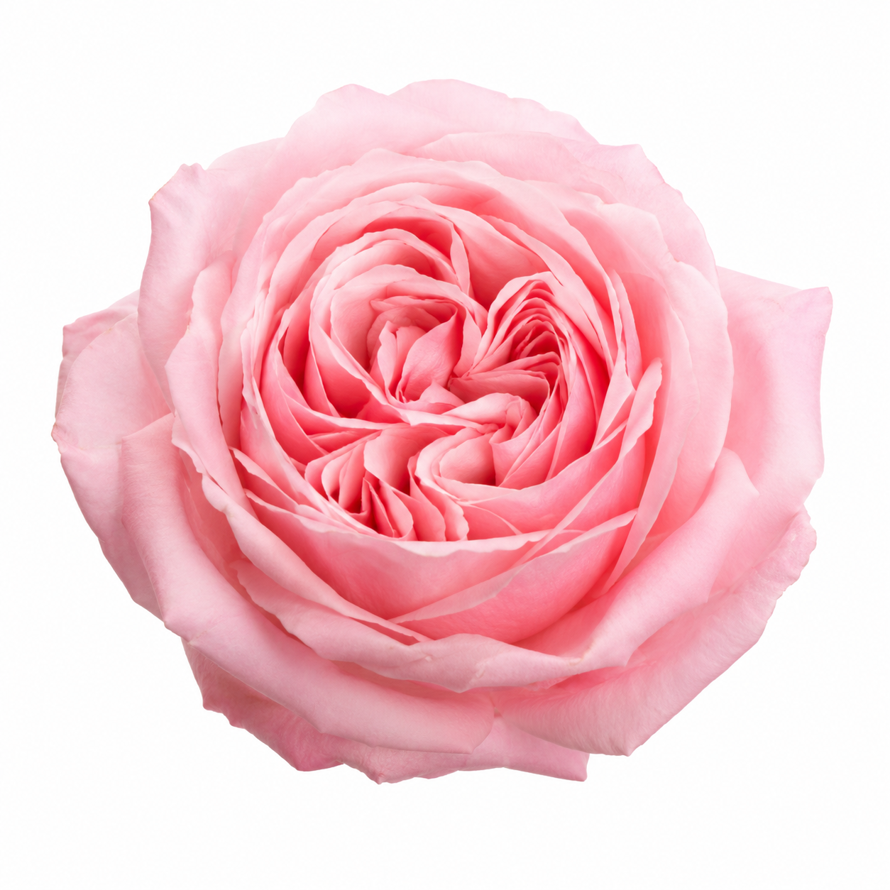 Garden Rose Pink Ohara
