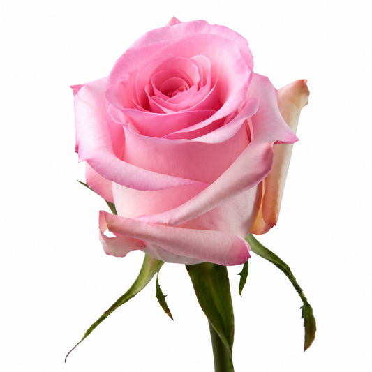 Rose Revival