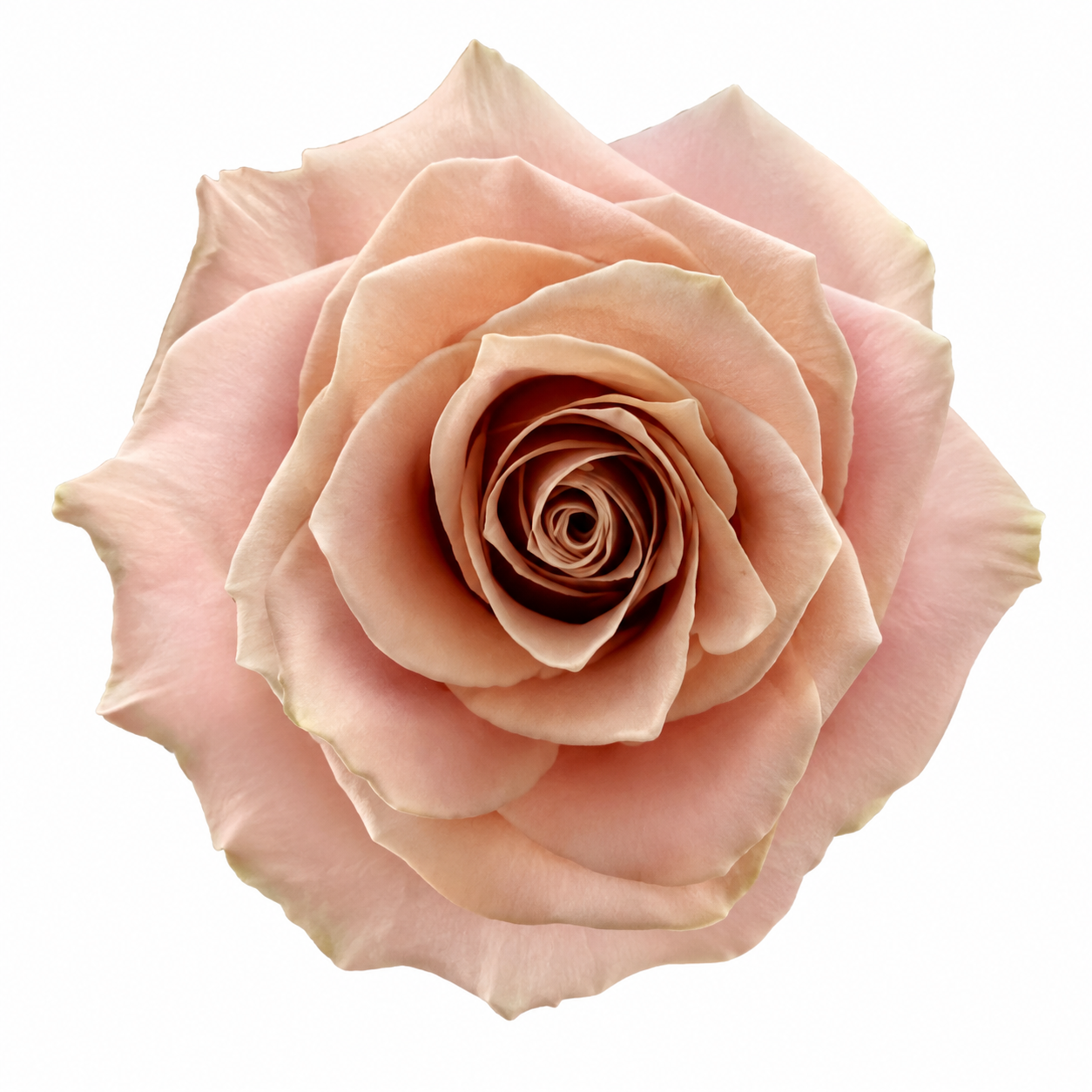 Garden Rose Amaretto