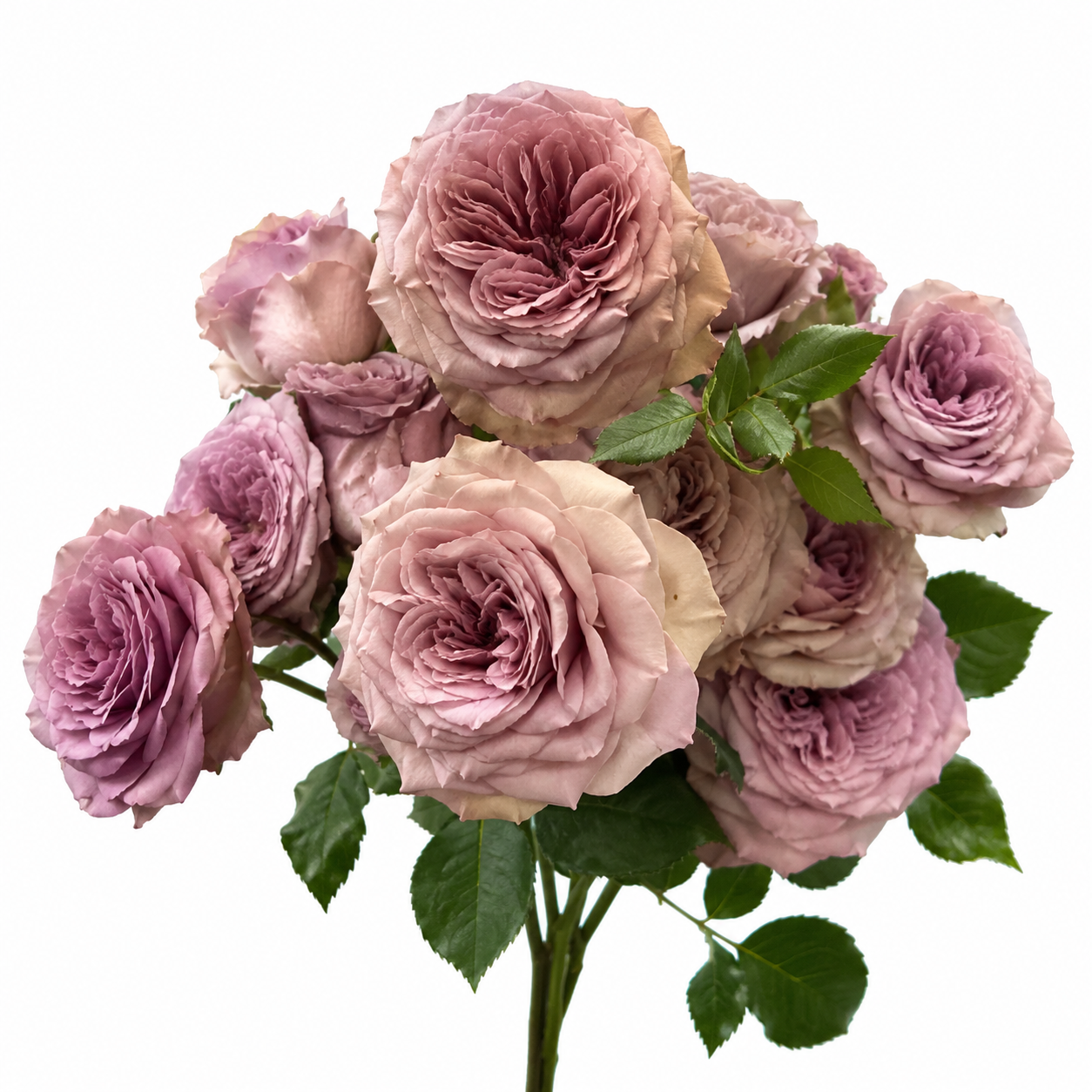 Garden Rose Montmartre