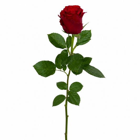 Rose Upper Class