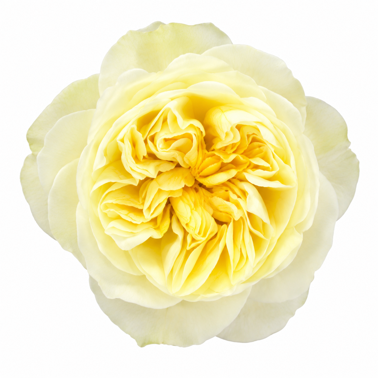 Garden Rose Antonia Gardens
