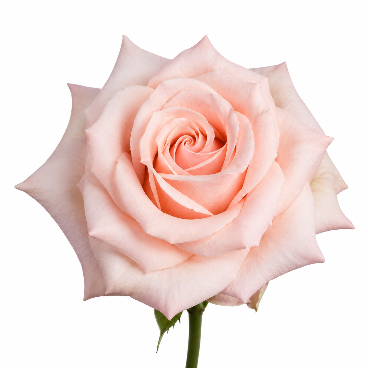 Garden Rose Paul Ricard