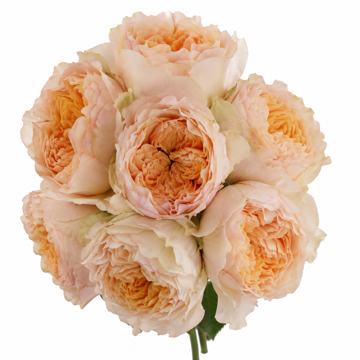 Garden Rose Julieta Honey