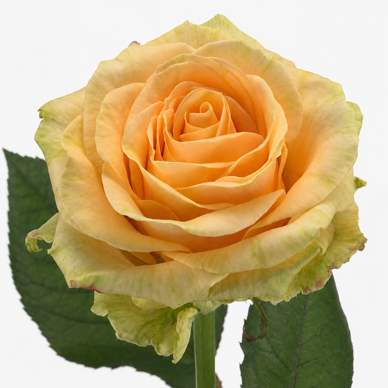 Rose Magic Avalanche