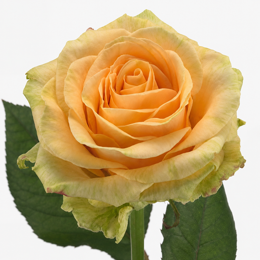 Rose Magic Avalanche