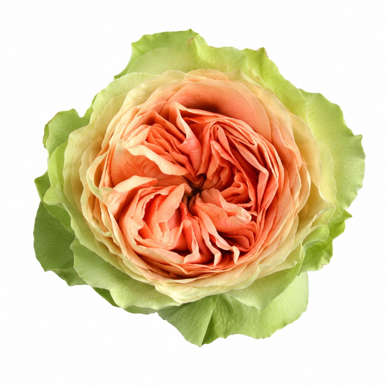 Garden Rose Gravity