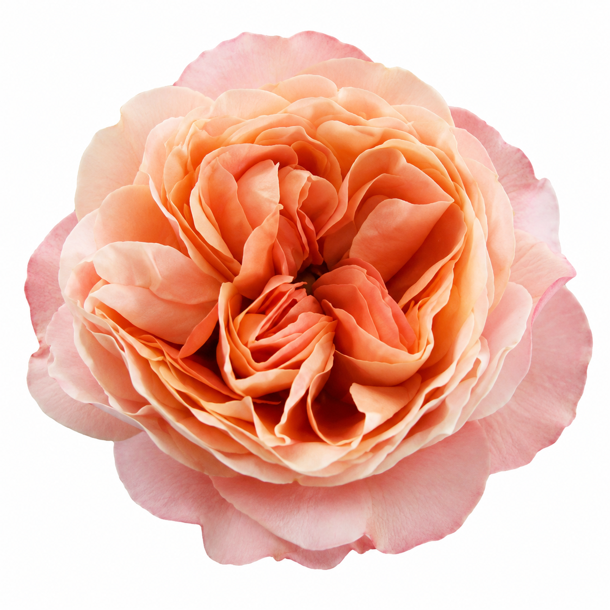 Garden Roses Princess Sakura