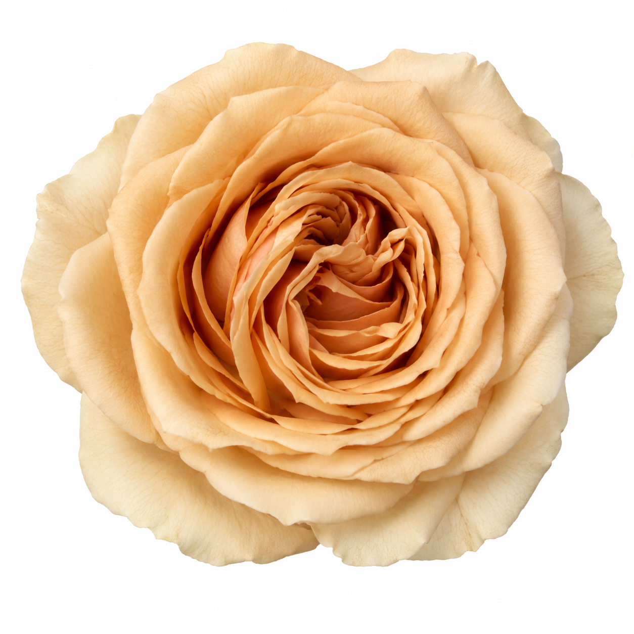 Garden Rose Teddy