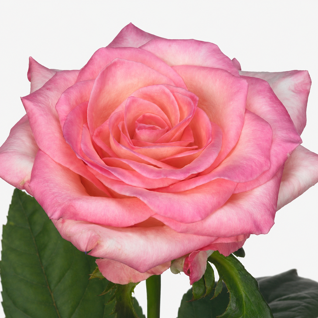 Rose Celeb